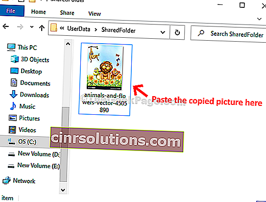 Sharedfolder Paste Picture